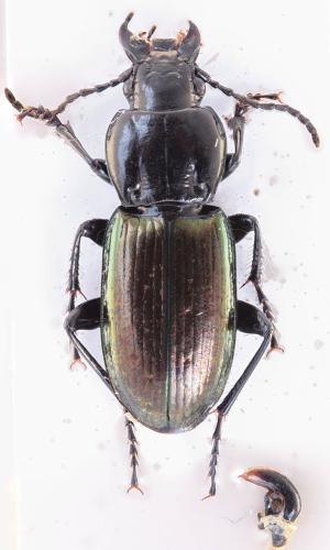 Pterostichus xatartii